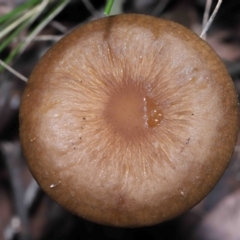 Oudemansiella 'radicata group' (Rooting shank) at Acton, ACT - 3 Jun 2022 by TimL