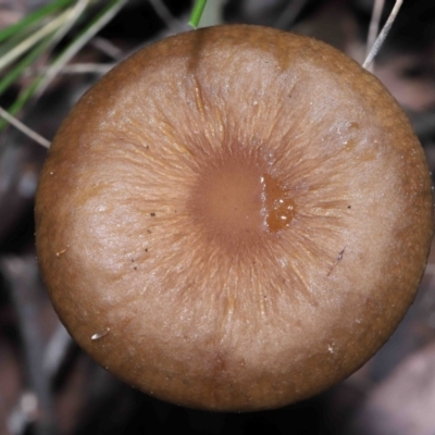 Oudemansiella gigaspora group (Rooting Shank) at ANBG - 3 Jun 2022 by TimL