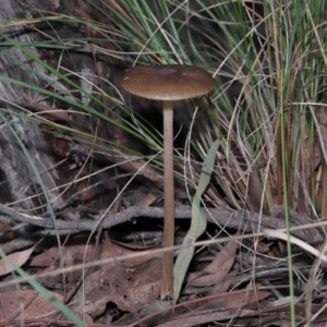 Oudemansiella gigaspora group at Acton, ACT - 3 Jun 2022