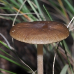 Oudemansiella gigaspora group at Acton, ACT - 3 Jun 2022