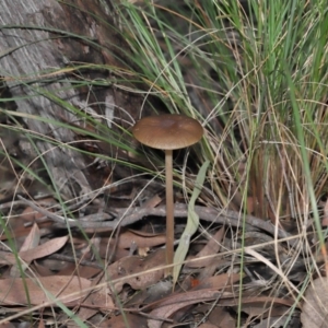 Oudemansiella gigaspora group at Acton, ACT - 3 Jun 2022