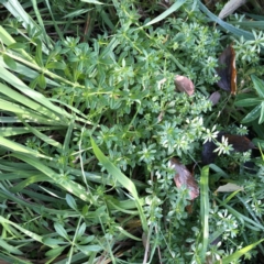 Galium aparine (Goosegrass, Cleavers) at Hughes Garran Woodland - 2 Jun 2022 by ruthkerruish