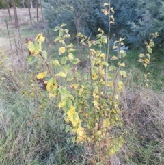 Ulmus procera (English Elm) at Molonglo Valley, ACT - 29 May 2022 by SarahHnatiuk