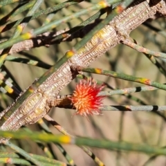 Allocasuarina verticillata (Drooping Sheoak) at Isaacs Ridge and Nearby - 8 Jun 2022 by Mike