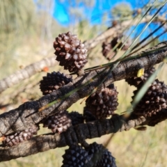 Allocasuarina verticillata at Jerrabomberra, ACT - 8 Jun 2022