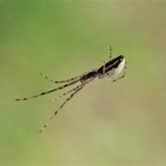 Tetragnatha demissa (Crouching Long-jawed Spider) at Cook, ACT - 13 Feb 2021 by CathB