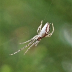 Tetragnatha demissa at Cook, ACT - 13 Feb 2021 08:38 AM