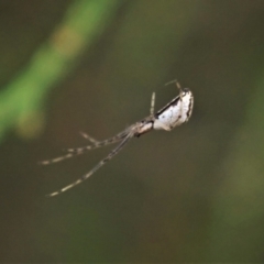 Tetragnatha demissa at Cook, ACT - 13 Feb 2021 08:38 AM