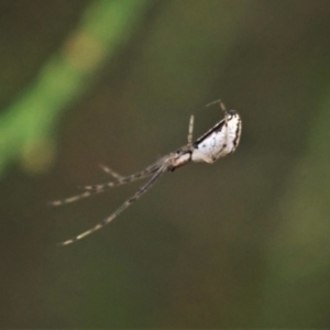 Tetragnatha demissa at Cook, ACT - 13 Feb 2021