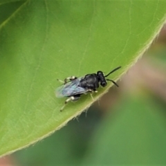 Chalcididae (family) (Unidentified chalcid wasp) at Cook, ACT - 16 Feb 2021 by CathB