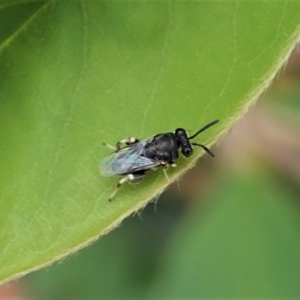 Chalcididae (family) at Cook, ACT - 16 Feb 2021 11:21 AM