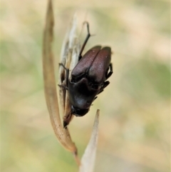 Macrosiagon sp. (genus) (Ripiphorid beetle) at Mount Painter - 18 Feb 2021 by CathB