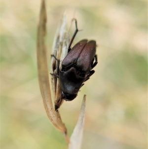 Macrosiagon sp. (genus) at Cook, ACT - 19 Feb 2021 09:31 AM