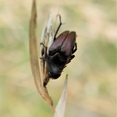 Macrosiagon sp. (genus) (Ripiphorid beetle) at Cook, ACT - 19 Feb 2021 by CathB