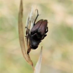 Macrosiagon sp. (genus) (Ripiphorid beetle) at Cook, ACT - 18 Feb 2021 by CathB