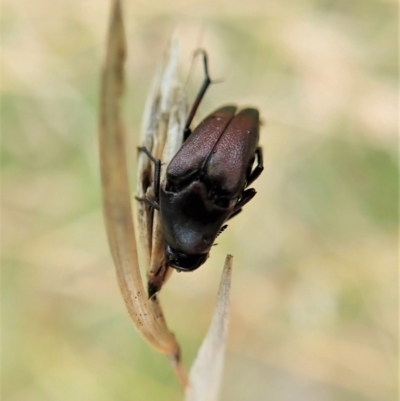 Macrosiagon sp. (genus) (Ripiphorid beetle) at Mount Painter - 18 Feb 2021 by CathB