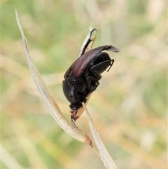 Macrosiagon sp. (genus) at Cook, ACT - 19 Feb 2021 09:31 AM