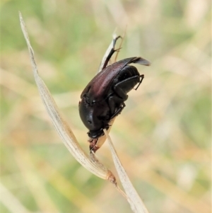 Macrosiagon sp. (genus) at Cook, ACT - 19 Feb 2021 09:31 AM