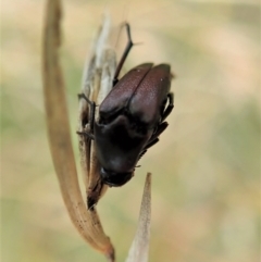 Macrosiagon sp. (genus) at Cook, ACT - 19 Feb 2021 09:31 AM