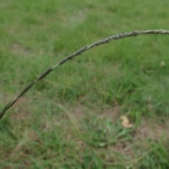 Sporobolus (genus) (A Rat's Tail Grass) at Cook, ACT - 19 Feb 2021 by CathB