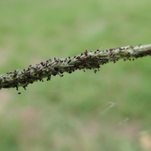 Sporobolus sp. at Cook, ACT - 19 Feb 2021