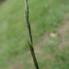 Sporobolus sp. at Cook, ACT - 19 Feb 2021 06:14 PM