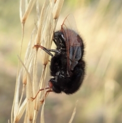 Pterodontia mellii (Hunchback Fly, Small-headed Fly) at Aranda Bushland - 3 Mar 2021 by CathB