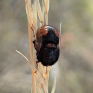 Pterodontia mellii at Aranda, ACT - 3 Mar 2021