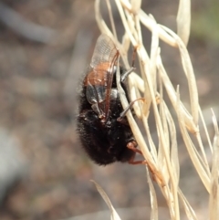 Pterodontia mellii at Aranda, ACT - 3 Mar 2021