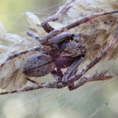 Hortophora transmarina at Aranda Bushland - 5 Mar 2021 by CathB