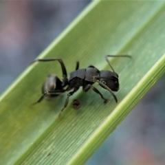 Polyrhachis phryne (A spiny ant) at Molonglo Valley, ACT - 1 May 2021 by CathB