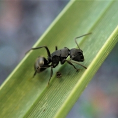 Polyrhachis phryne at Molonglo Valley, ACT - 1 May 2021