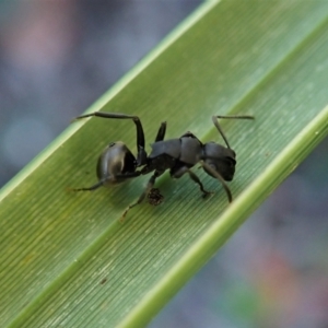 Polyrhachis phryne at Molonglo Valley, ACT - 1 May 2021