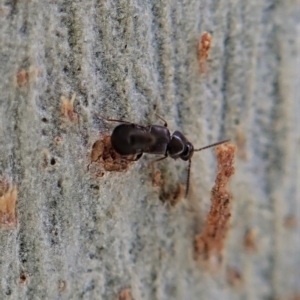 Staphylinidae (family) at Molonglo Valley, ACT - 16 Apr 2021