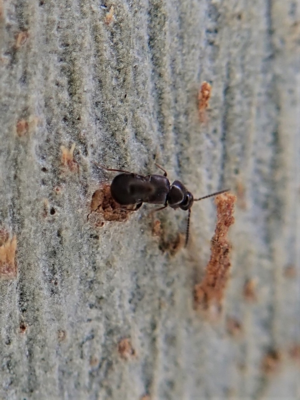 Staphylinidae (family) at Molonglo Valley, ACT - 16 Apr 2021