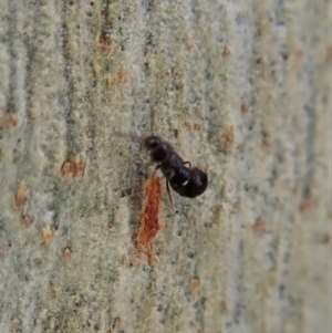 Staphylinidae (family) at Molonglo Valley, ACT - 16 Apr 2021 03:46 PM