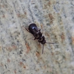 Staphylinidae (family) at Molonglo Valley, ACT - 16 Apr 2021 03:46 PM