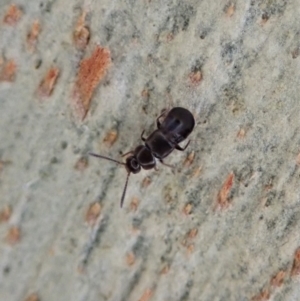 Staphylinidae (family) at Molonglo Valley, ACT - 16 Apr 2021 03:46 PM