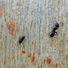 Staphylinidae (family) at Molonglo Valley, ACT - 16 Apr 2021 03:46 PM