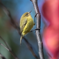 Acanthiza nana (Yellow Thornbill) at Wingecarribee Local Government Area - 25 May 2022 by NigeHartley