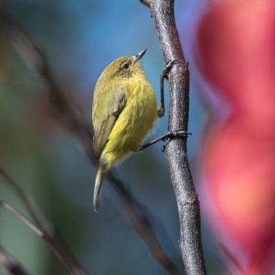 Acanthiza nana (Yellow Thornbill) at Penrose - 25 May 2022 by NigeHartley