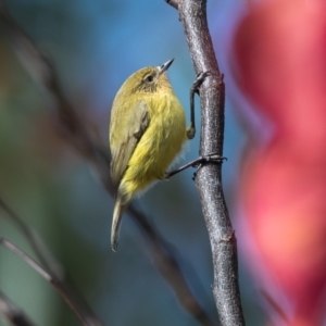 Acanthiza nana (Yellow Thornbill) at suppressed by NigeHartley