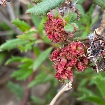 Gonocarpus tetragynus (Common Raspwort) at Suttons Dam - 8 Jun 2022 by KL