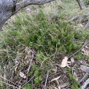 Gonocarpus tetragynus at Fentons Creek, VIC - 8 Jun 2022