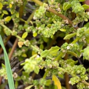 Dysphania pumilio at Fentons Creek, VIC - 8 Jun 2022