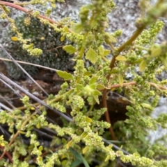 Dysphania pumilio at Fentons Creek, VIC - 8 Jun 2022