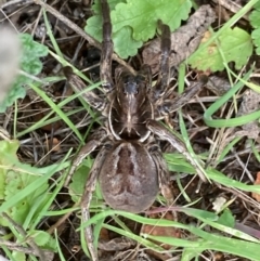 Unidentified Wolf spider (Lycosidae) at Fentons Creek, VIC - 8 Jun 2022 by KL