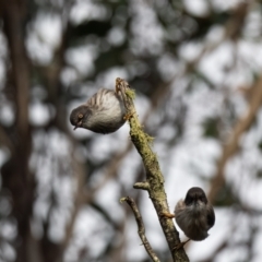 Daphoenositta chrysoptera (Varied Sittella) at Penrose - 25 May 2022 by NigeHartley