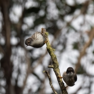 Daphoenositta chrysoptera at Penrose, NSW - suppressed