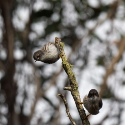 Daphoenositta chrysoptera (Varied Sittella) at Penrose - 25 May 2022 by NigeHartley